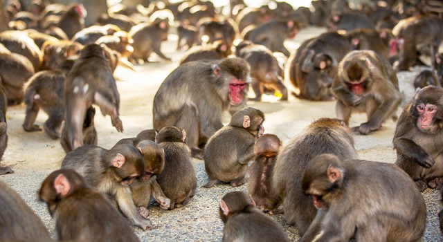 高崎山自然動物園