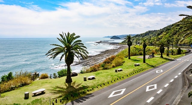 宮崎市の道路と南国風の木