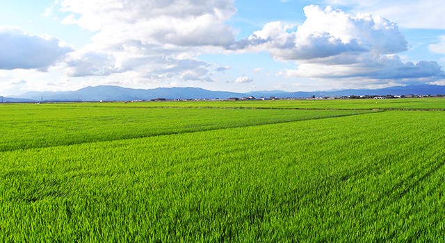 青々しい田んぼの写真