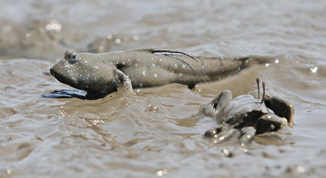 有明海の干潟とムツゴロウの写真