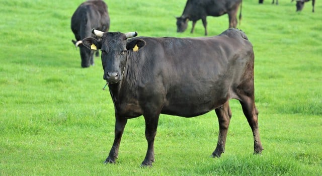 鹿児島黒牛の写真
